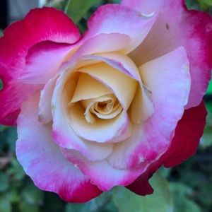 Meet your Posher, Cassie